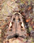 Xestia c-nigrum - Setaceous Hebrew character